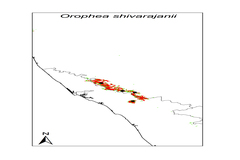 Orophea sivarajanii